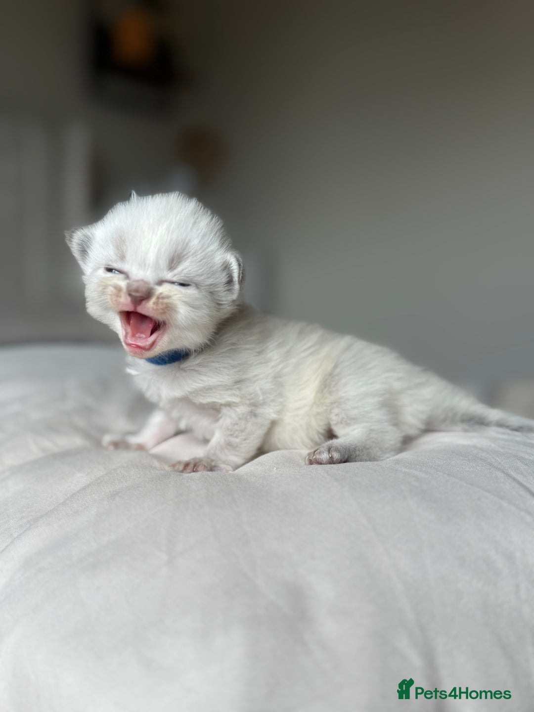 Ragdoll cats for sale: 🐾 Ragdoll kittens - ONE MALE TWO FEMALE LEFT 🐾 - Image 12