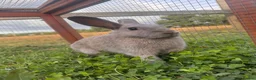 Mixed Breed rabbits for sale: Two mini Red Cross does  - Advert 2