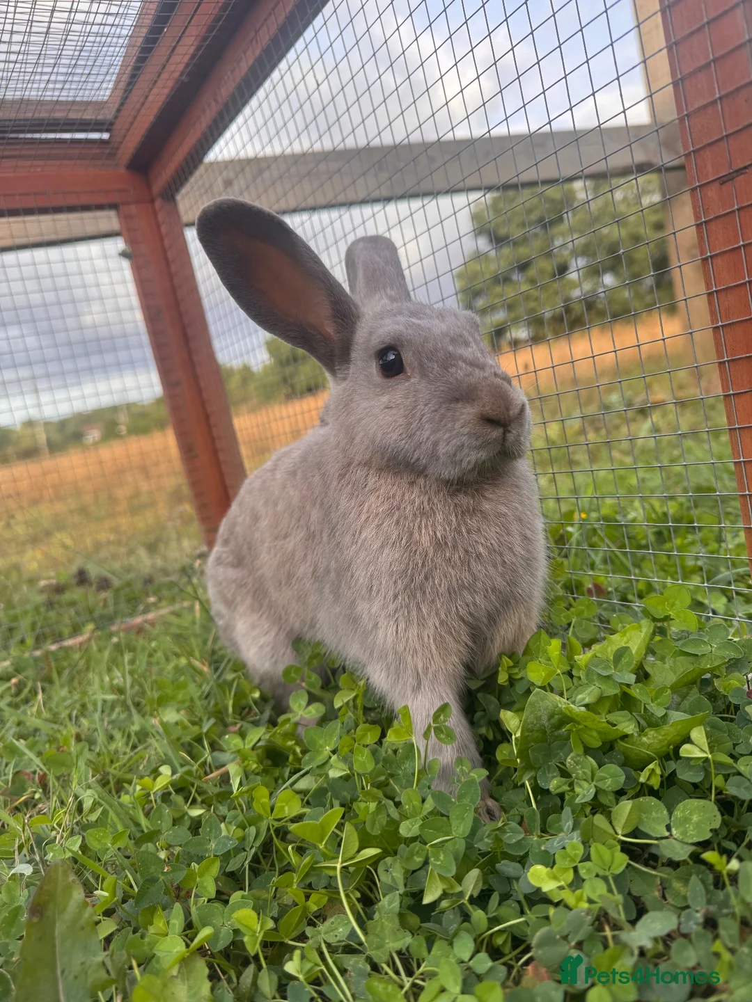 Mixed Breed rabbits for sale: Two mini Red Cross does  - Advert 2