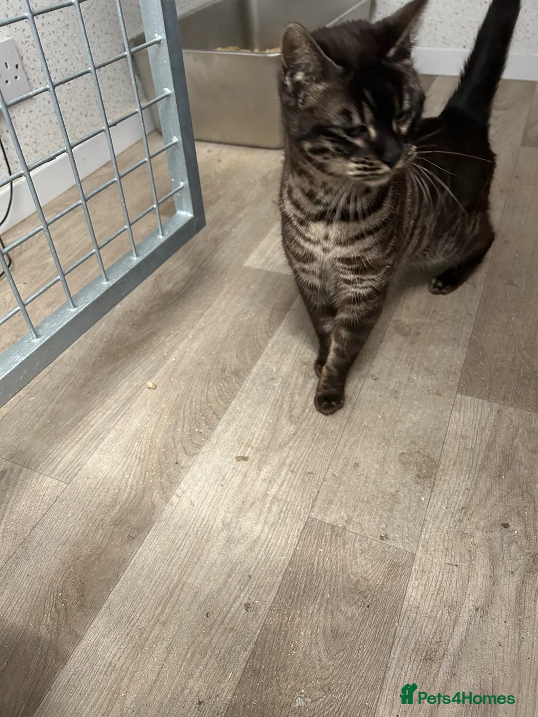 Bengal cats for sale: Meet Zara minkBengal girl - Advert 1