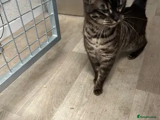 Bengal cats Meet Zara minkBengal girl - Advert 9