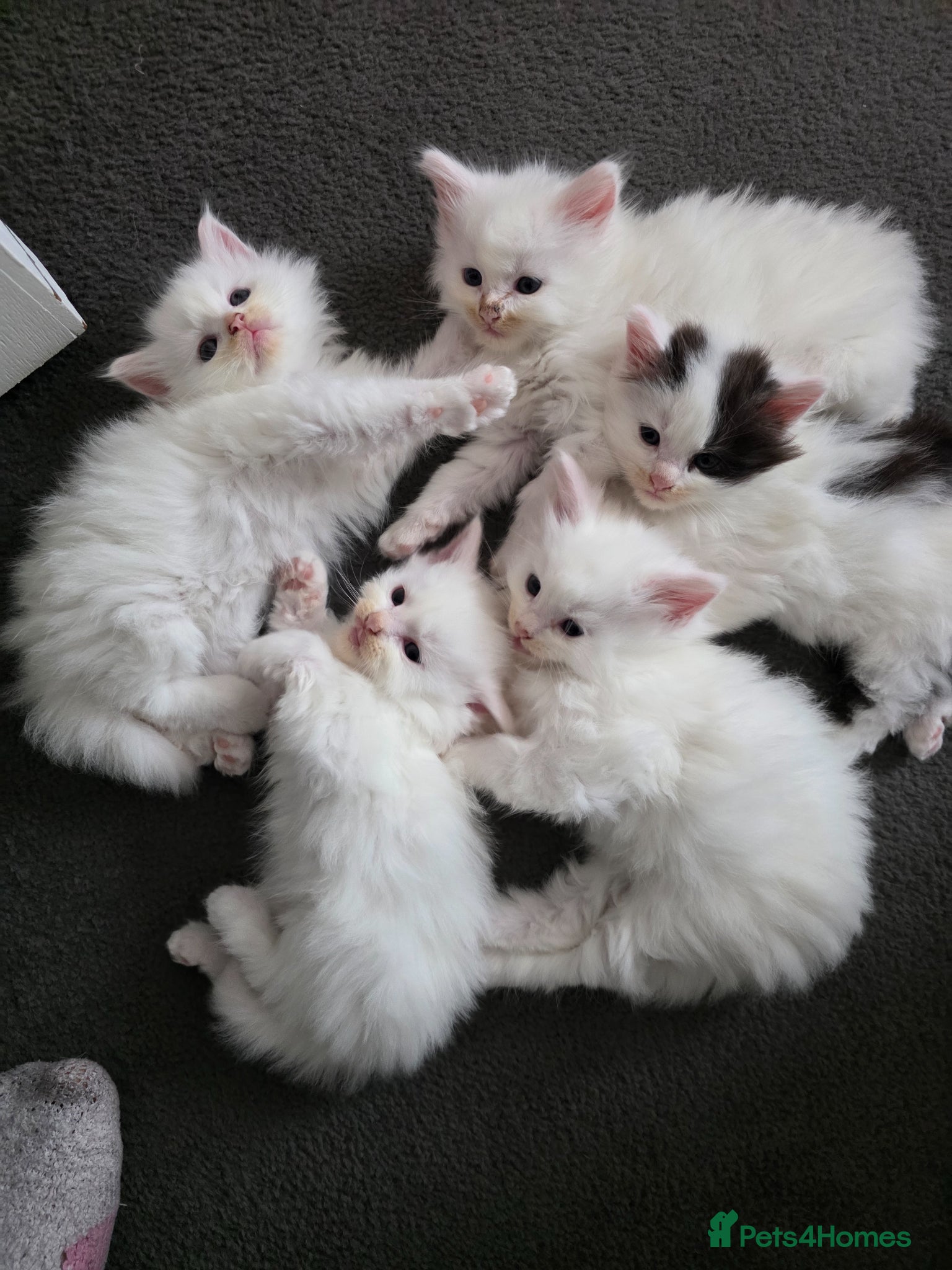 Mixed Breed cats for sale: Cats for sale  - Advert 8