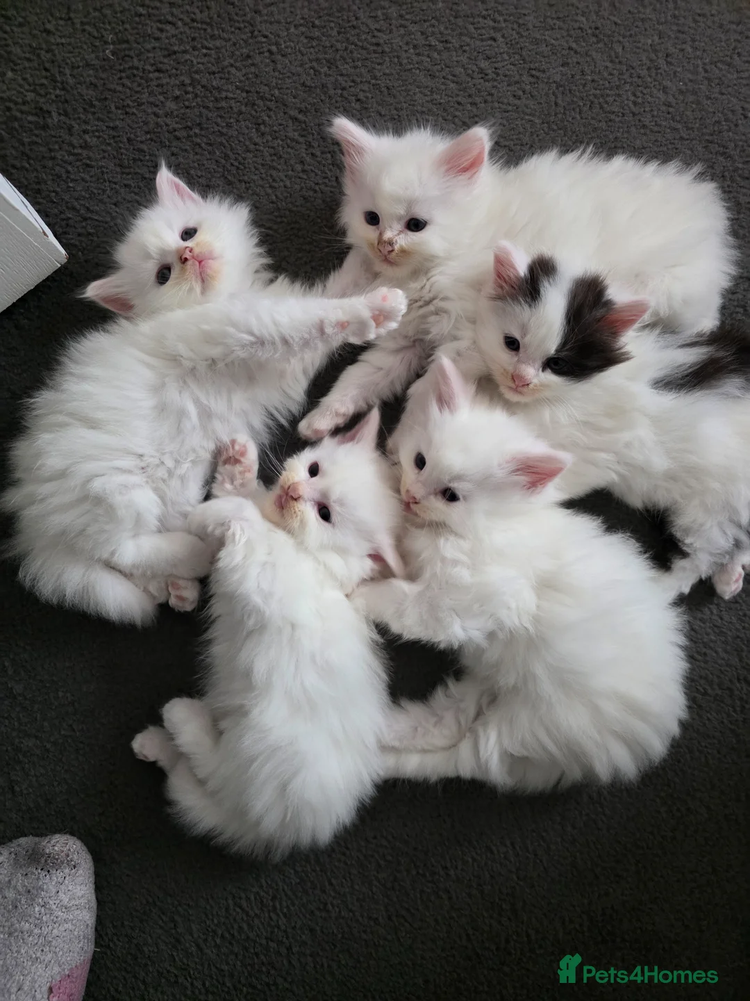 Mixed Breed cats for sale: Cats for sale  - Advert 1