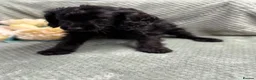 Cavapoo dogs for sale: Beautiful Cavapoo puppies - Advert 15