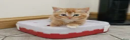 British Shorthair cats for sale: Adorable Kittens Ready For Reservation  in Leamington Spa - Advert 7