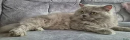 British Longhair cats for sale: Beautifiul Retired Lilac 'Queenie' - Advert 7