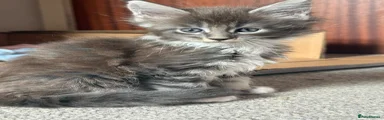 Maine Coon Kitten 3