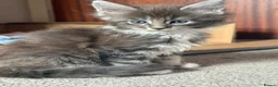 Maine Coon cats for sale: Maine Coon kittens XXL - Advert 6