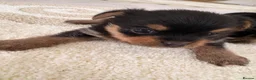Mixed Breed dogs for sale: YORKSHIRE TERRIER × POMERANIAN PUPPIES - Advert 6