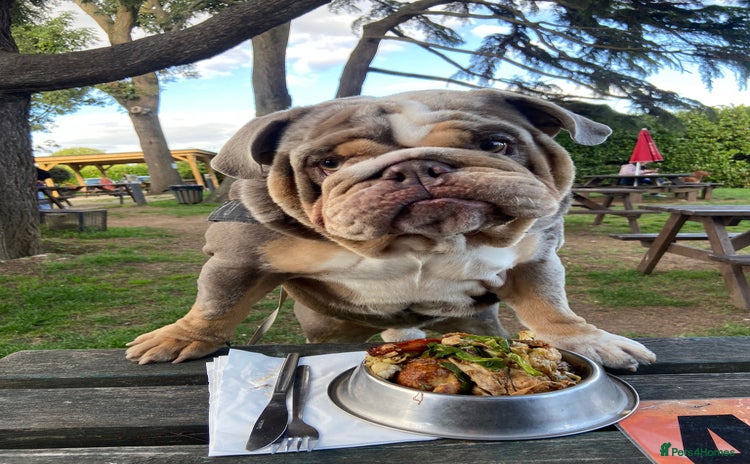 English Bulldog dogs - Advert 4