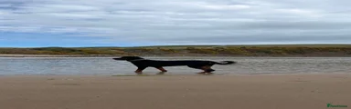 Rottweiler 1