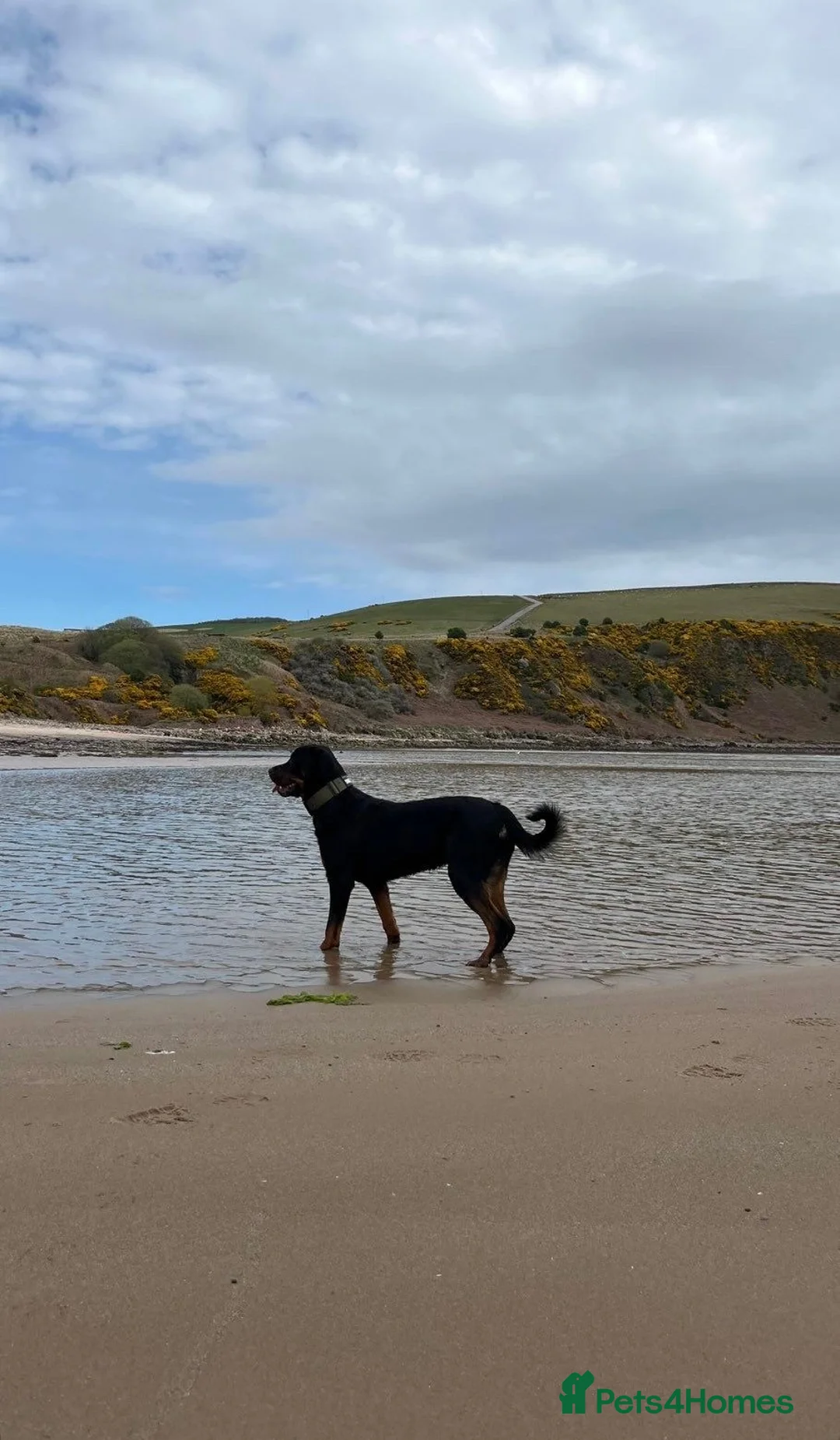 Rottweiler dogs for sale: 2 Year Rottweiler Male Needing Rehomed - Advert 12