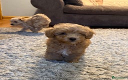 Maltipoo dogs for sale: Real life teddy bears f1 Maltipoo 3 left!🐾🐶❤️💥 - Image 37