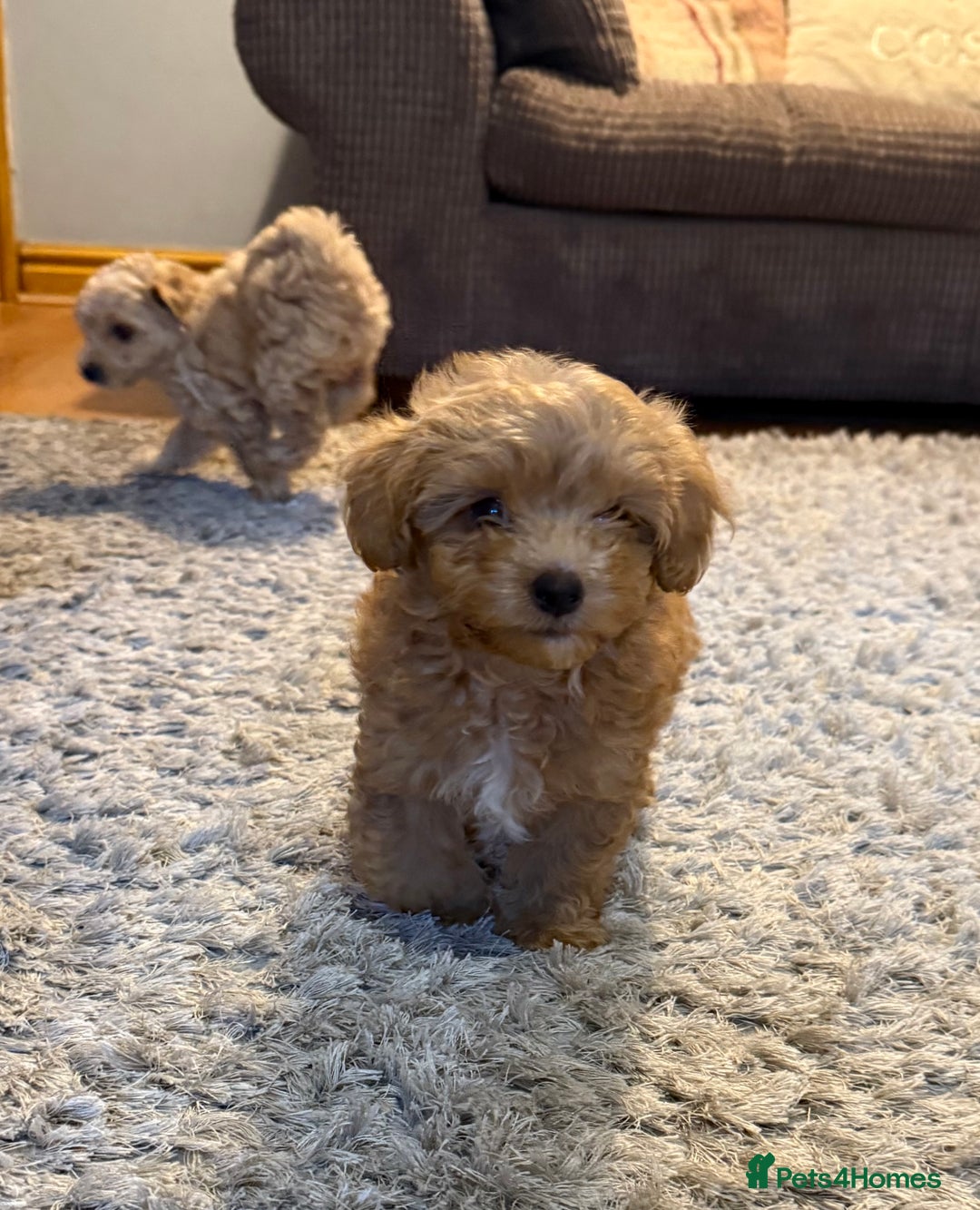 Maltipoo dogs for sale: Real life teddy bears f1 Maltipoo 3 left!🐾🐶❤️💥 - Image 37