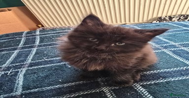 Mixed Breed cats - Advert 7