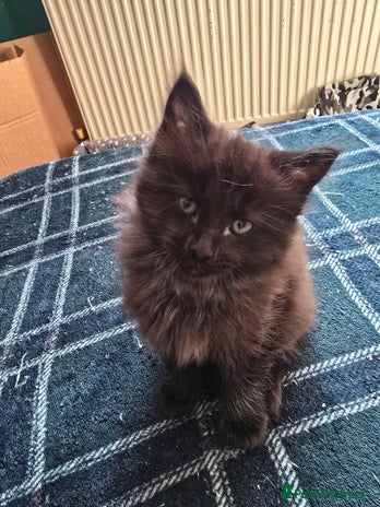 Mixed Breed cats - Advert 7