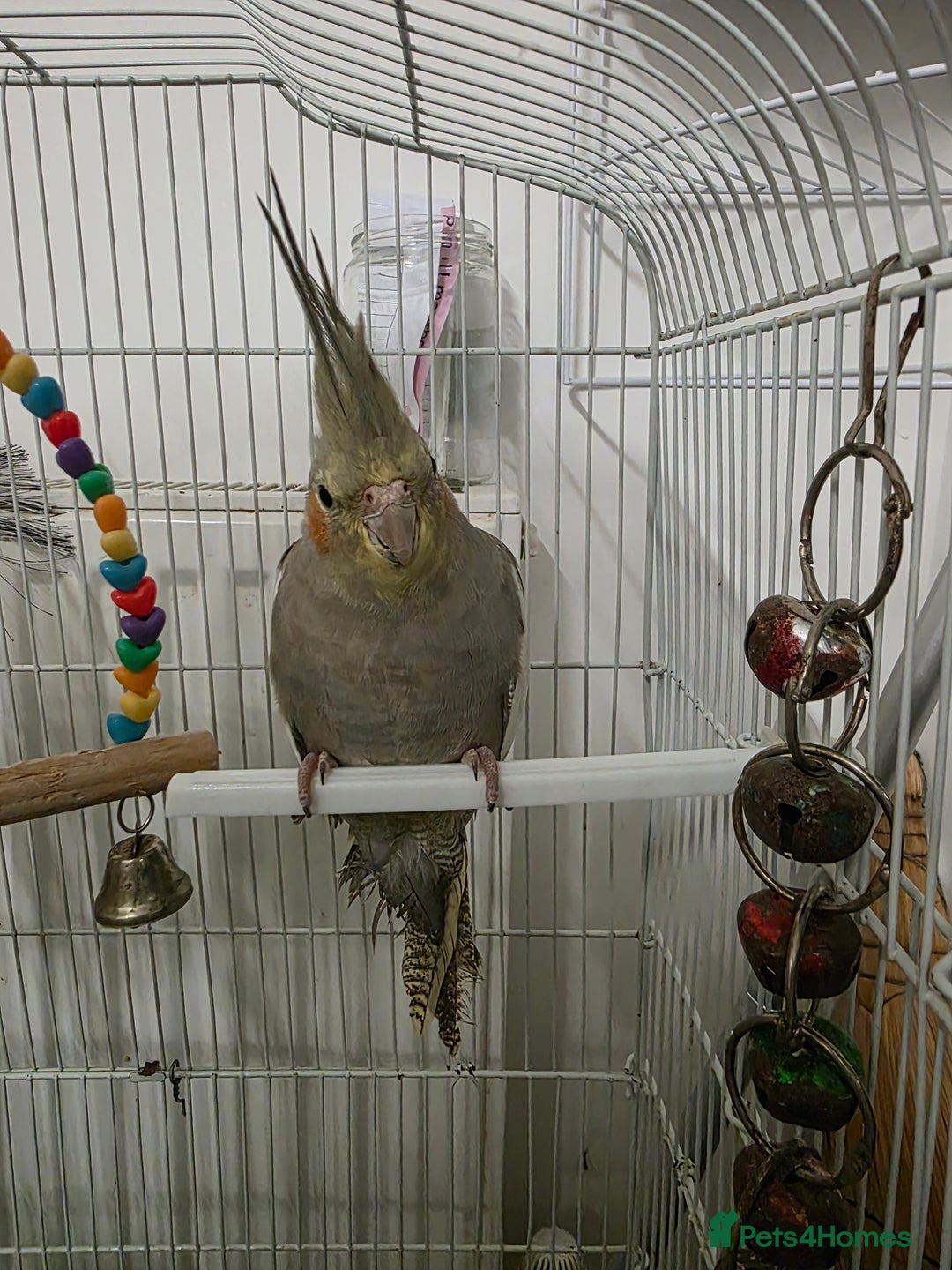 Cockatiels birds for sale: Beautiful cockatiel female - Advert 1