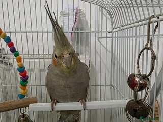 Cockatiels birds Beautiful cockatiel female - Advert 1