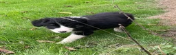Border Collie dogs for sale: Farm bred border collie puppies - Advert 8