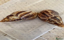 Snails invertebrates for sale: 4x African Land Snails, mixed breeds  - Image 5