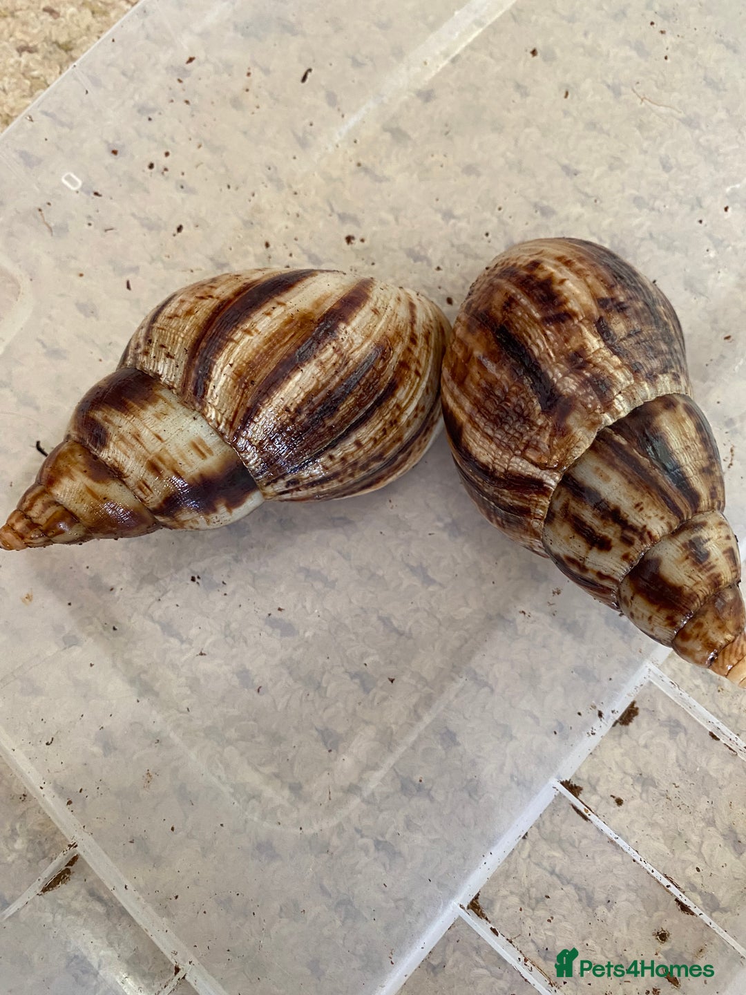 Snails invertebrates for sale: 4x African Land Snails, mixed breeds  - Image 5