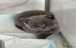 British Longhair cats for sale: British Longhair GCCF Registered  - Image 18