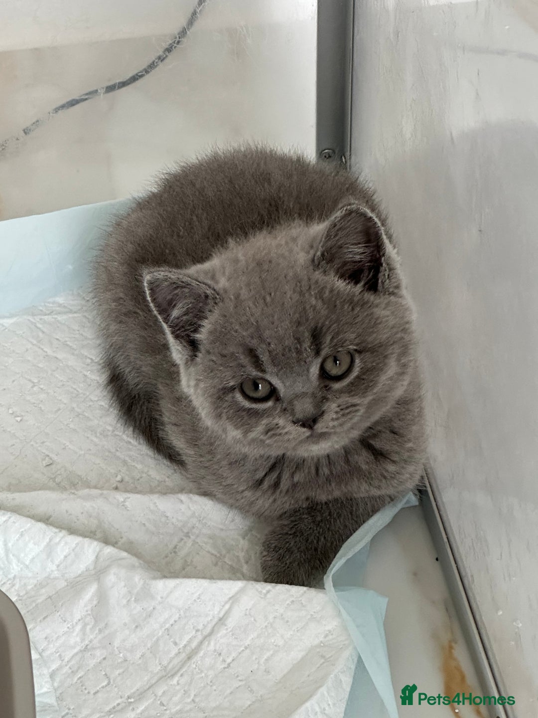 British Longhair cats for sale: British Longhair GCCF Registered  - Image 18