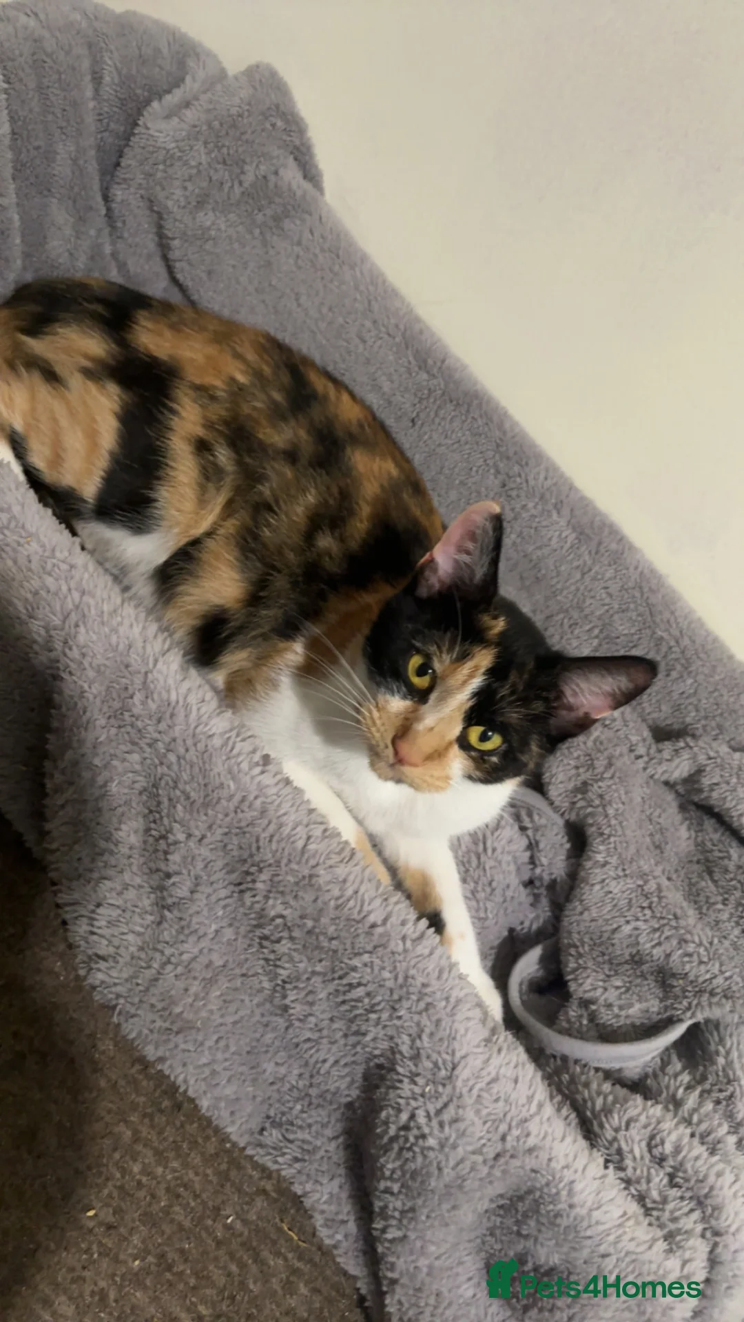 Domestic Shorthair cats for sale: 4 kittens to goto loving homes  in Basingstoke - Advert 10
