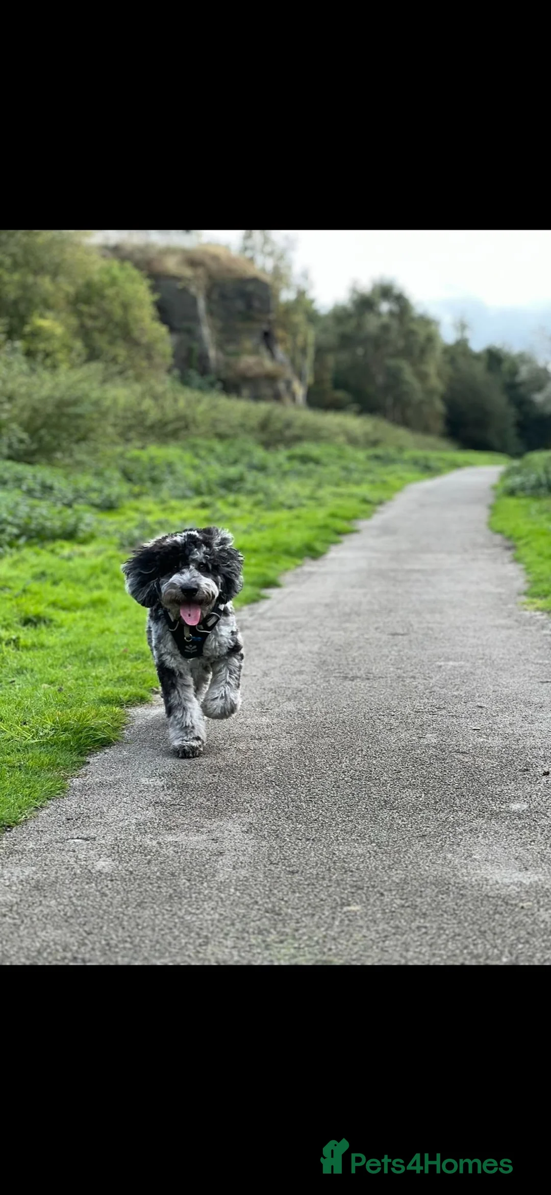 Cockapoo dogs for stud: MERLE COCKAPOO FOR STUD in Barnsley - Advert 2