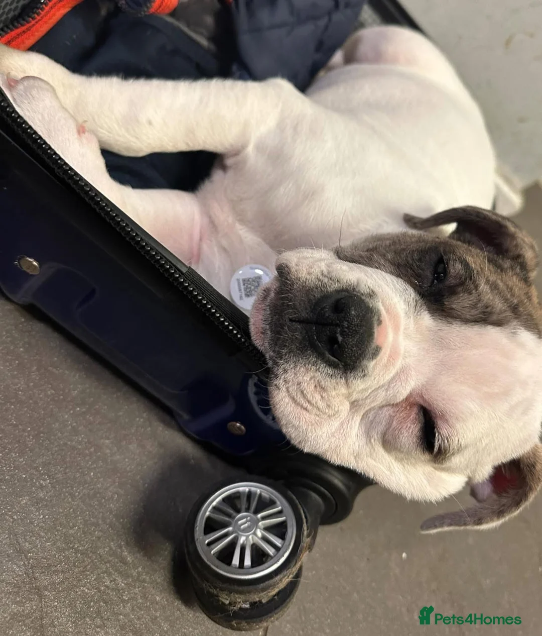 Alapaha Blue Blood Bulldog dogs for sale: Bulldog puppy  in Leyland - Advert 2