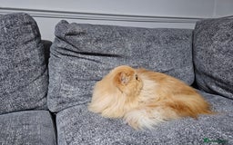Persian cats for sale: 2 X RED, WHITE MALE PURE PERSIAN KITTENS  - Image 9