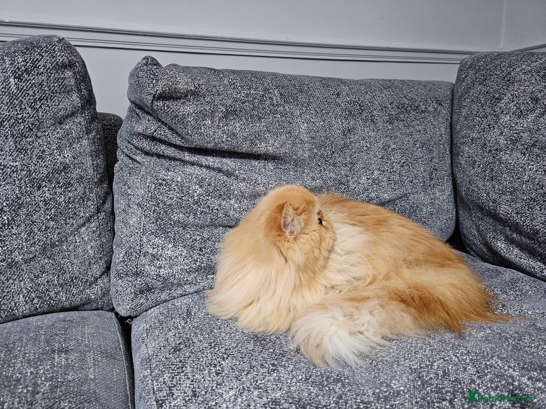 Persian cats for sale: 2 X RED, WHITE MALE PURE PERSIAN KITTENS  - Image 9