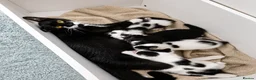 Mixed Breed cats for sale: 4 gorgeous female black and white kittens. - Advert 6
