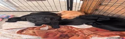 Labrador Retriever dogs for sale: 4 pure lab puppies  in Crediton - Advert 2