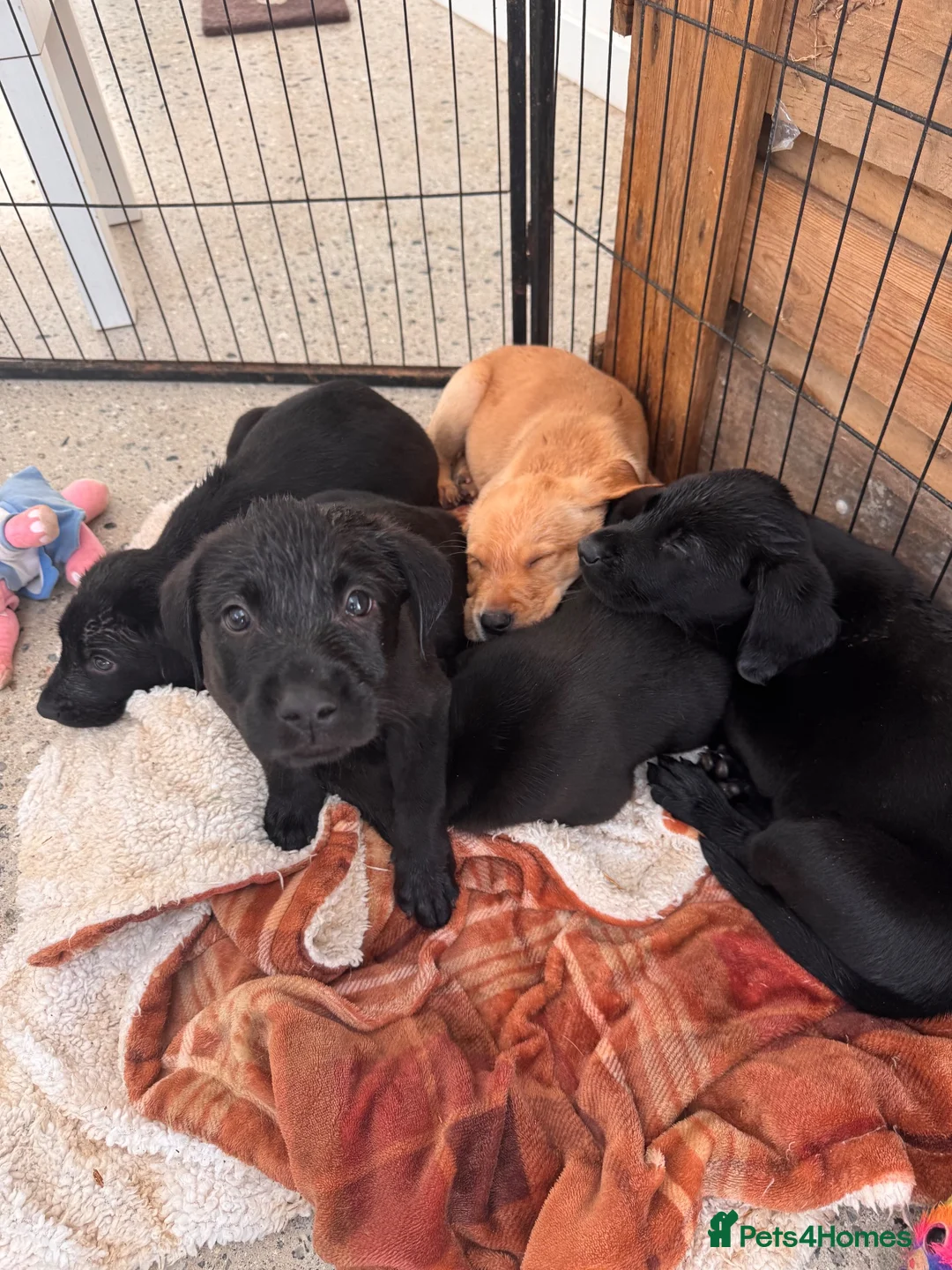 Labrador Retriever dogs for sale: 4 pure lab puppies  in Crediton - Advert 2