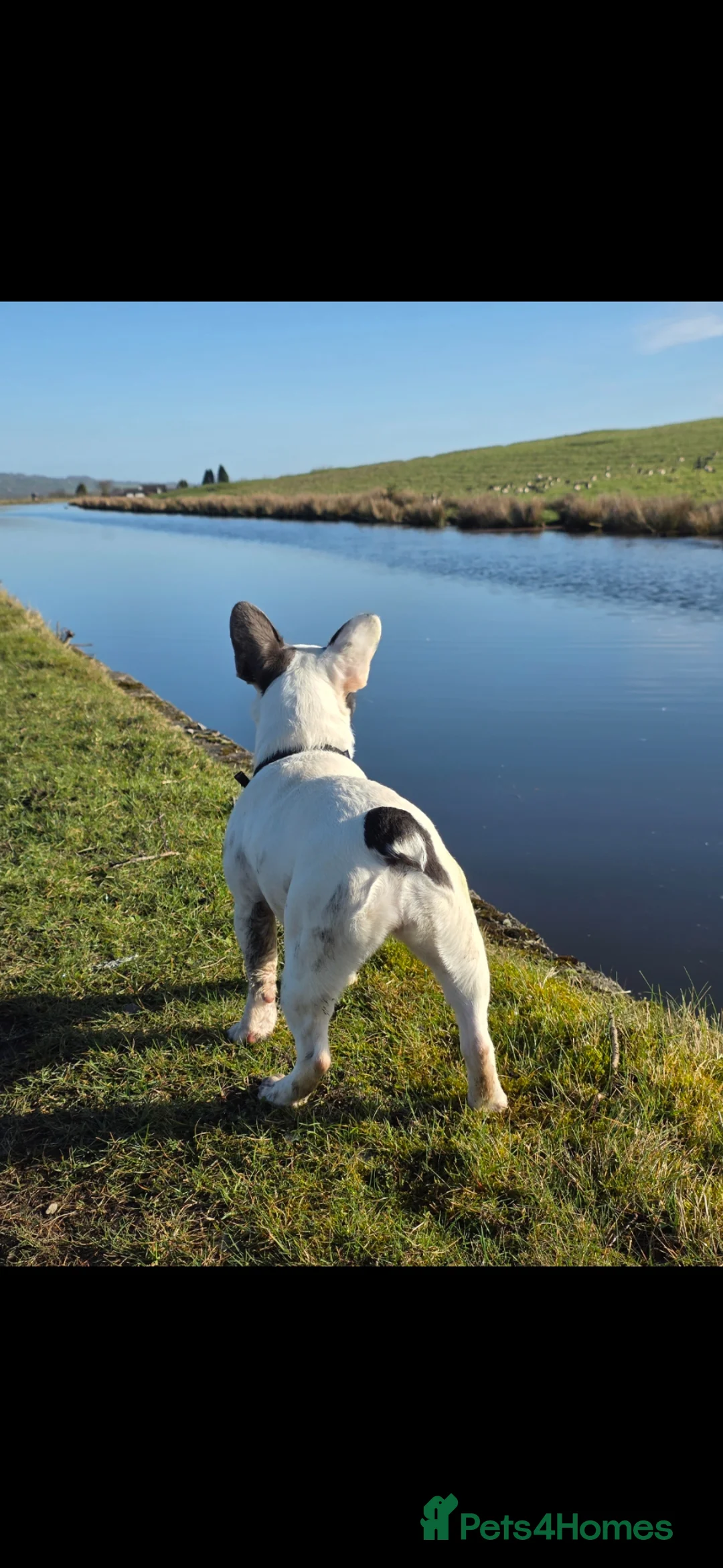 French Bulldog dogs for sale: Pied french bulldog female  - Advert 5