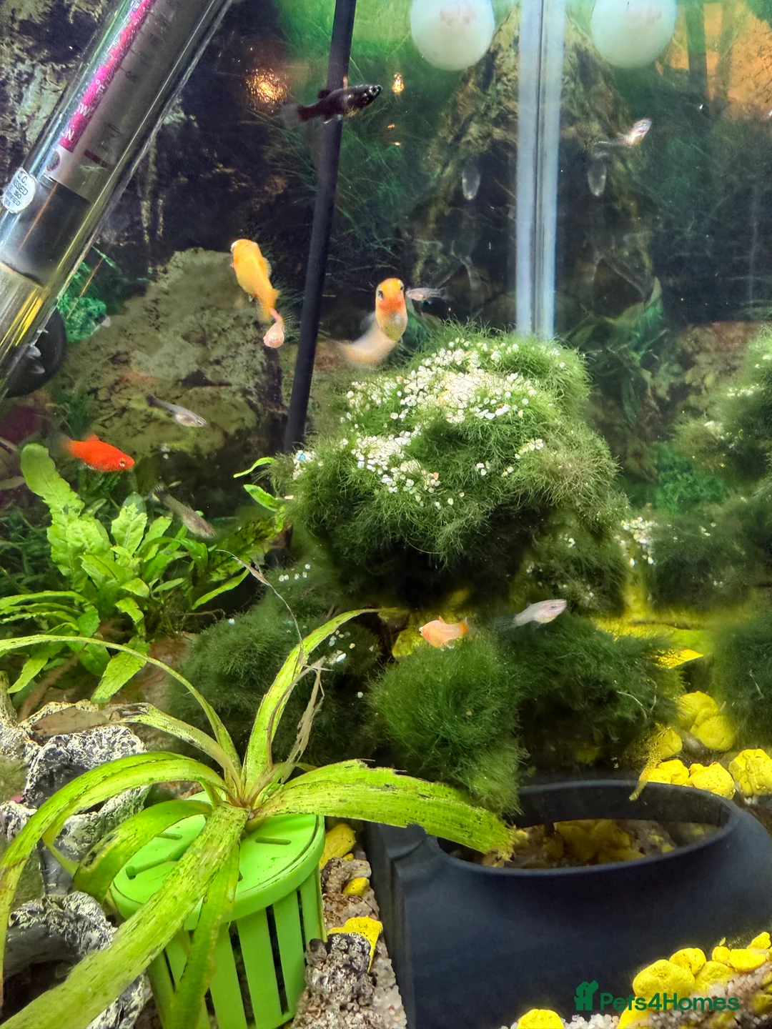 Other/Mixed Breed fish for sale: Tropical fish - mollies, platies and guppies - Advert 3
