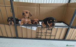 Miniature Dachshund dogs for sale: Sausage-shaped bundles of joy ❤️🌭 - Image 8