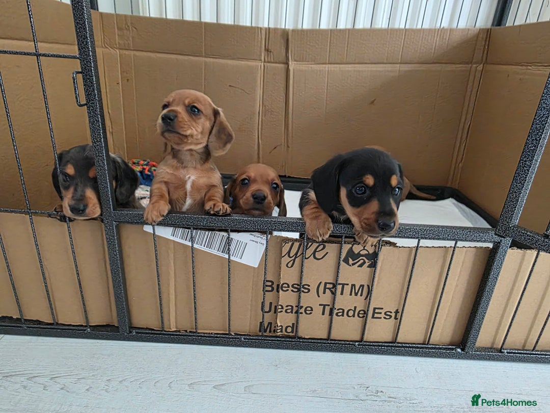Miniature Dachshund dogs for sale: Sausage-shaped bundles of joy ❤️🌭 - Image 8