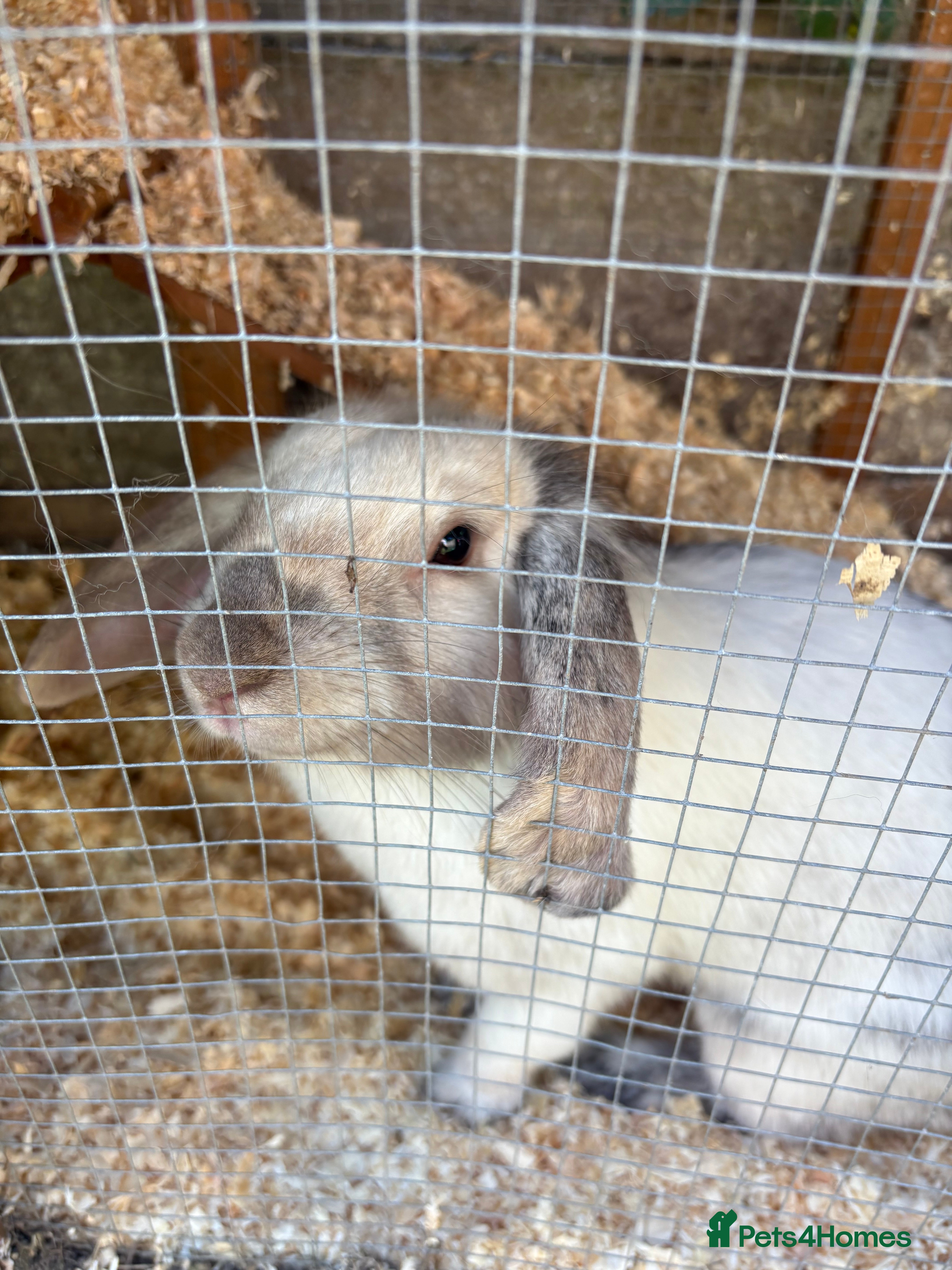 Lionhead rabbits Bonnie the rabbit  - Advert 15