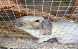 Lionhead rabbits for sale: Bonnie the rabbit  - Image 1