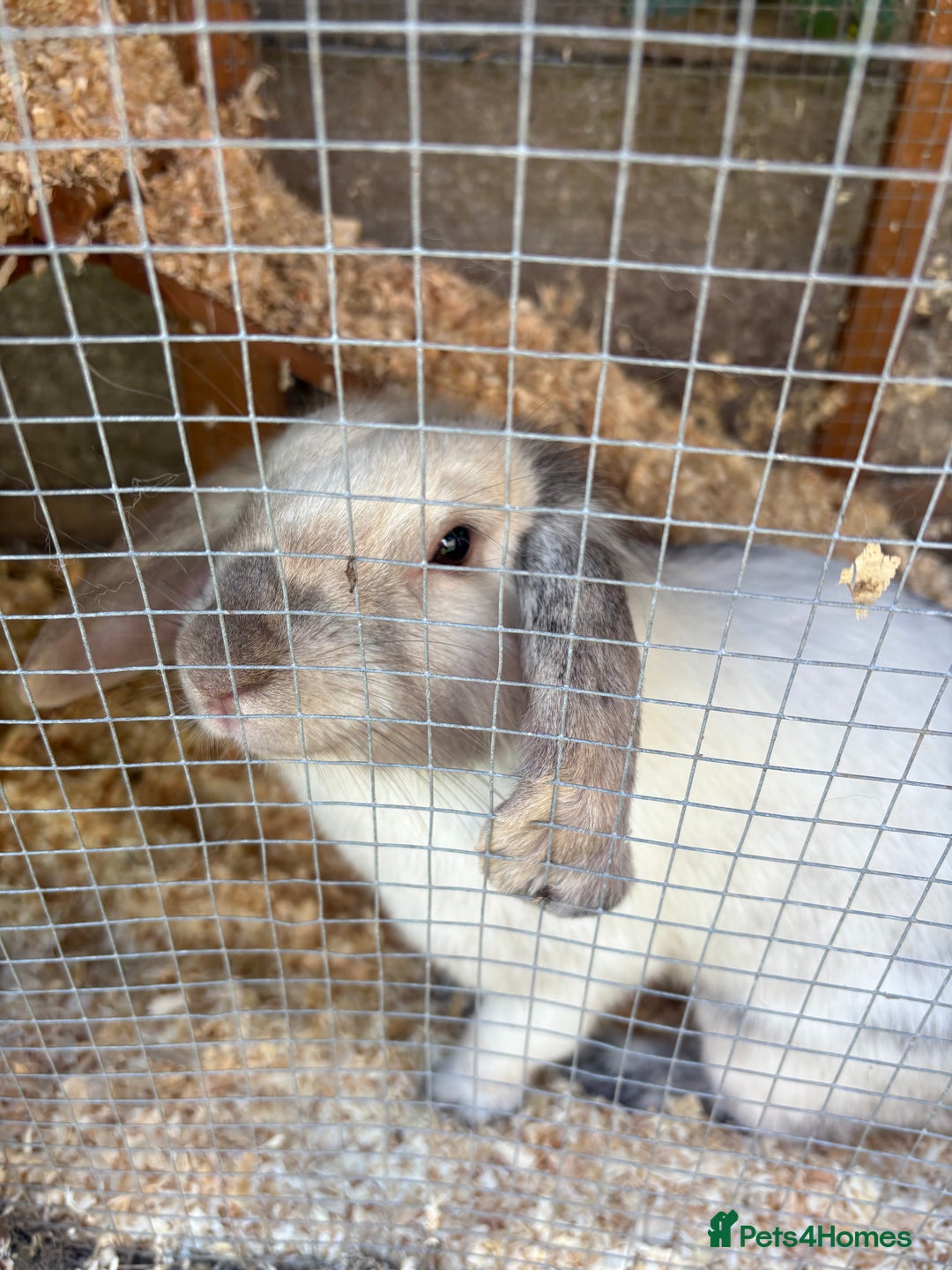 Lionhead rabbits for sale: Bonnie the rabbit  - Image 1