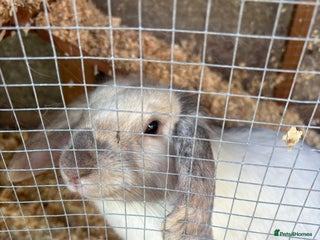 Lionhead rabbits Bonnie the rabbit - Advert 6