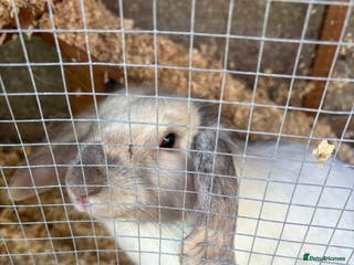 Lionhead rabbits Bonnie the rabbit - Advert 19