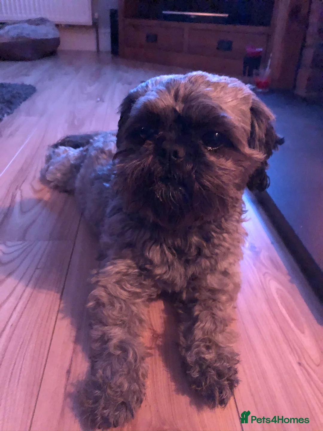 Shih Tzu dogs for stud: Stud only  in Bishop's Stortford - Advert 4