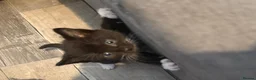 Mixed Breed cats for sale: Long hair kittens - Advert 11