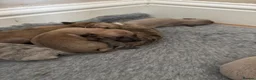 Whippet dogs for sale: Exceptional litter of KC registered whippets - Advert 8