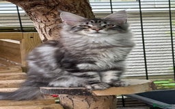 Maine Coon cats for sale: Top quality Maine coon kittens - Image 5