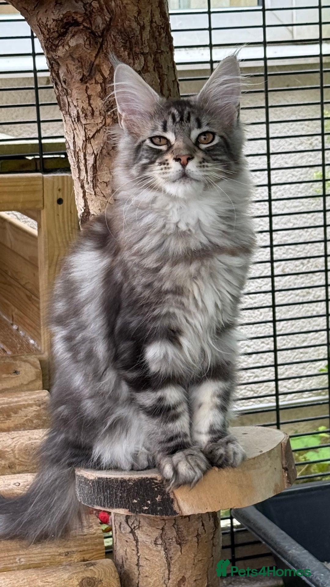 Maine Coon cats for sale: Top quality Maine coon kittens - Image 5
