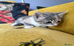 Mixed Breed cats for sale: Kittens for sale - Image 5